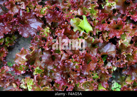 Schönen lecker Salat ist nah oben fotografiert. Stockfoto