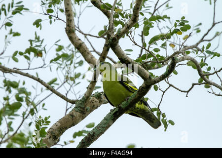 Die Pompadour grüne Taube (Treron SP.) ist eine Taube in die Gattung Treron Komplex. Es ist weit verbreitet in den Wäldern von Südasien Stockfoto