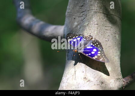 Große lila Kaiser Schmetterling (Sasakia Charonda) in Japan Stockfoto