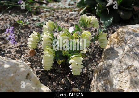 Runde-leaved oregano Stockfoto