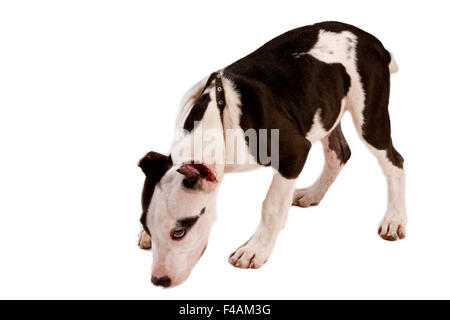 amerikanischer Staffordshire-Terrier Hund Stockfoto