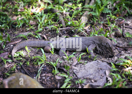 Asiatischer Wasser-Monitor (Varanus Salvator) Stockfoto