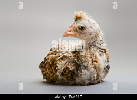 kleine Küken Stockfoto