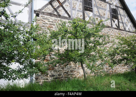 Pflaumenmus, Pflaume Stockfoto