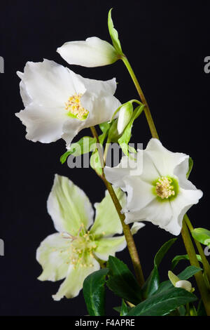 Christrose, Christrose, Helleborus niger Stockfoto