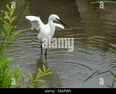 Seidenreiher Stockfoto