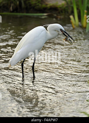 Seidenreiher Stockfoto