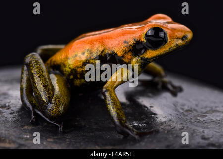 Zweifarbige Dart Frog (Phyllobates bicolor) Stockfoto