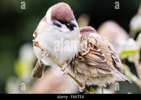 Japan. Nahaufnahme eines männlichen Eurasischen Feldsperling (Passer montanus) auf Zweig thront. Stockfoto