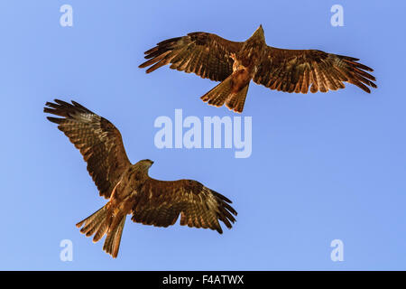 Rotmilane (Milvus Milvus) im Flug UK Stockfoto