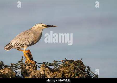 Gekerbten Heron Stockfoto