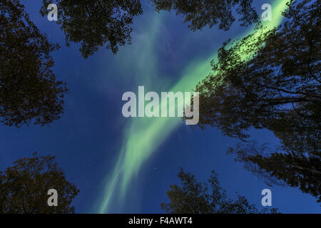 Nordlicht über Baumwipfel, Lappland, Schweden Stockfoto