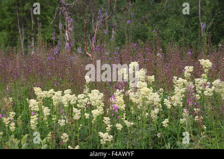 Mädesüß, Filipendula Ulmaria Mädesüß, Stockfoto