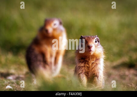 Columbian Ground squirrel Stockfoto