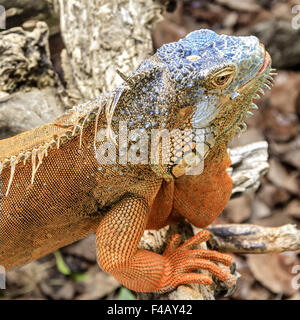 Leguan (squamate Reptil) Yucatan Mexiko Stockfoto