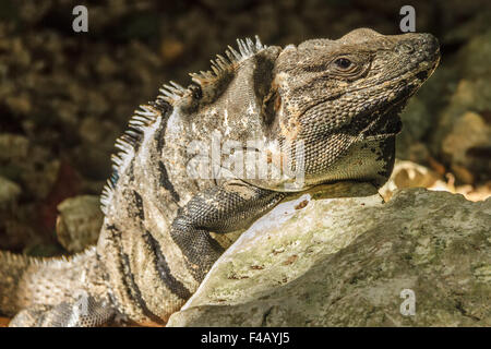 Leguan (squamate Reptil) Yucatan Mexiko Stockfoto