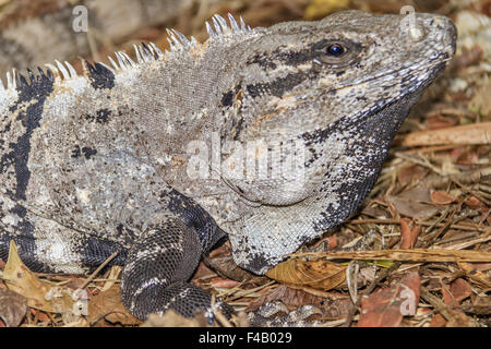 Leguan (squamate Reptil) Yucatan Mexiko Stockfoto