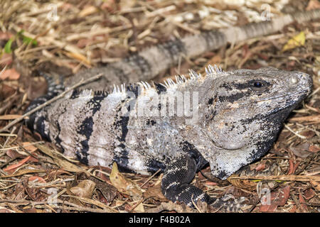 Leguan (squamate Reptil) Yucatan Mexiko Stockfoto