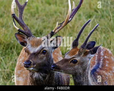 Paar von Sika Rotwild (Cervus Nippon) Stockfoto