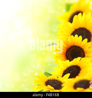 Gelbe Sonnenblumen. Stockfoto