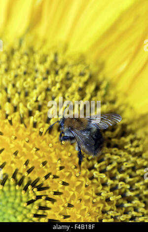 Biene Stockfoto