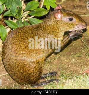 Gemeinsamen Agouti (Dasyprocta)-Yucatan-Mexiko Stockfoto