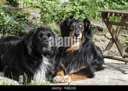 Zwei Hunde im Garten Stockfoto