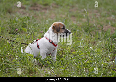 Jack Russel Welpen Stockfoto