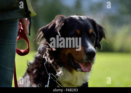 Berner Sennenhund sitzend neben Besitzer Stockfoto