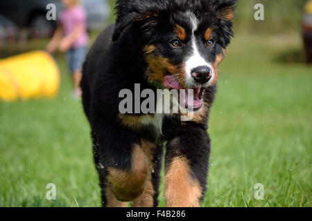 kleinen Berner Sennenhund läuft schwungvoll Stockfoto