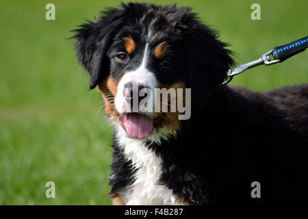 junge Berner Sennenhund - Welpen Foto Stockfoto