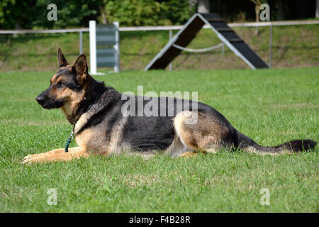 Deutscher Schäferhund in der Wiese Stockfoto