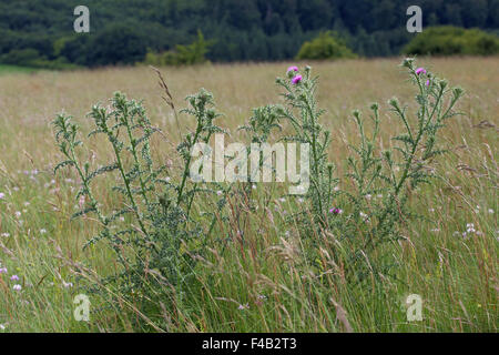 Blütenstandsboden Acanthoides, Spiny Plumeless Thistle Stockfoto