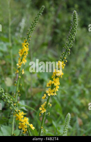 Gemeinsamen Agrimony, Agrimonia eupatoria Stockfoto