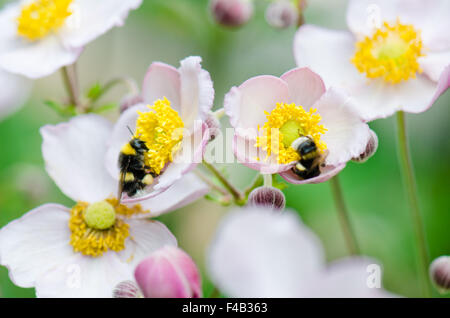 eine Biene sammelt Blütenstaub von Blume, Nahaufnahme Stockfoto