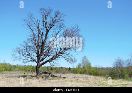 Alte Eiche im Frühling Stockfoto