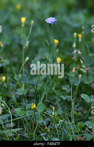 Linum Usitatissimum Flachs Stockfoto