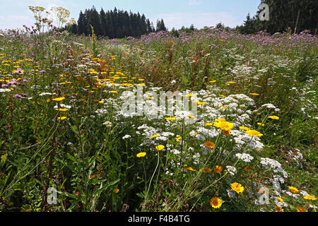 Sommerwiese, trockenen Ruderale vegetation Stockfoto