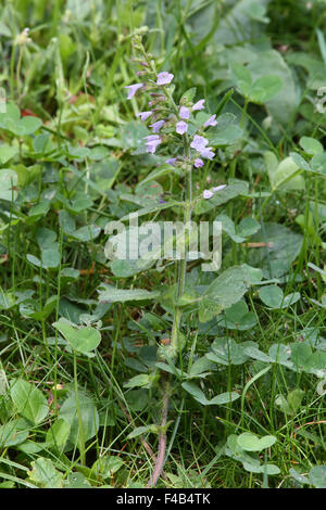 Geringerem Bergminze, Calamintha nepeta Stockfoto