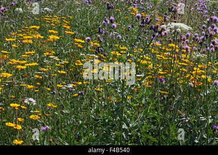 Goldene Marguerite, schleichende Distel Stockfoto