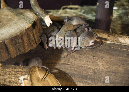 Gruppe von Mäusen auf dem Holz Stockfoto