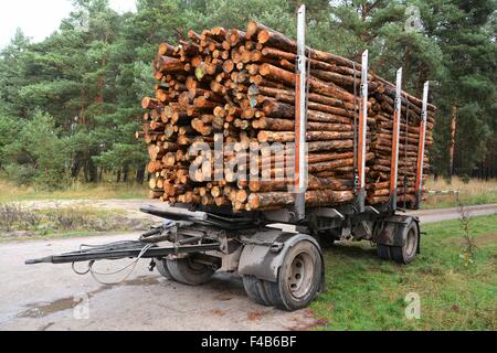 abgesägte Baumstämme im Wald Stockfoto