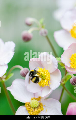 eine Biene sammelt Blütenstaub von Blume, Nahaufnahme Stockfoto