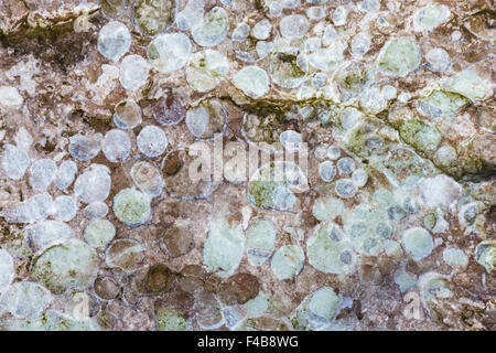 Fossil in Ar Felsen, Gotland, Schweden Stockfoto