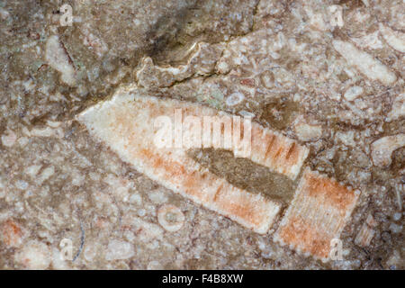 Fossil in Ar Felsen, Gotland, Schweden Stockfoto