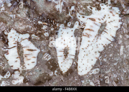 Fossil in Ar Felsen, Gotland, Schweden Stockfoto