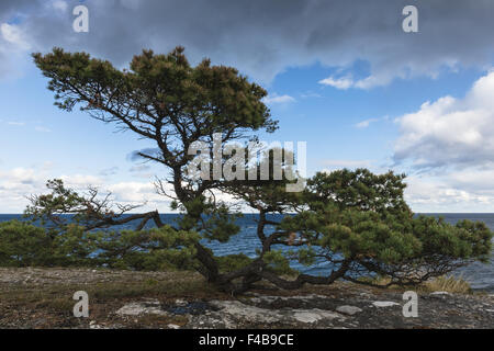 Föhren, Gotland, Schweden Stockfoto