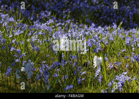 Scilla Siberica, Sibirischer Blaustern, Holz Blaustern Stockfoto