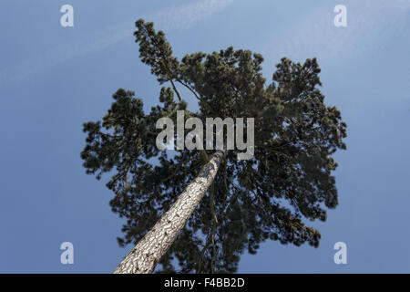 Pinus Nigra, Europäische schwarz-Kiefer, Kiefer Stockfoto