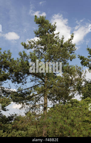 Pinus Densiflora, japanische rot-Kiefer Stockfoto